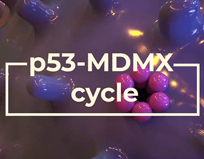 p53-MDMX cycle
