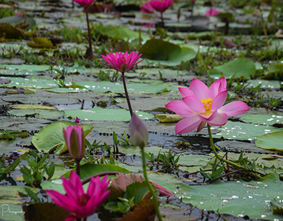 Lotus And Red Water lily