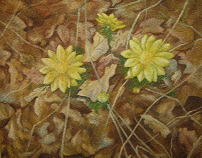 Yellow primrose in oak leaves