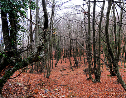 Mount Paiko forest