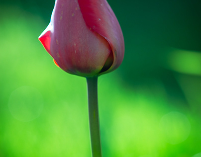 la Tulipe rouge