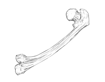 Femur quick sketch and time-lapse video.