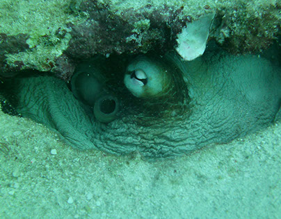 An octopus at the Neptune Memorial Reef