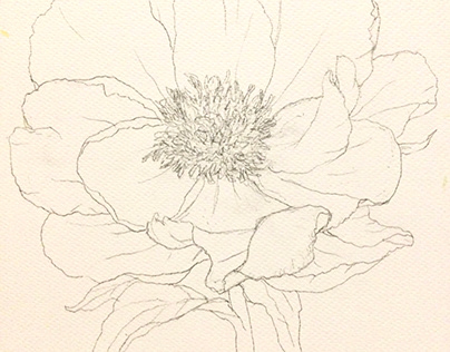 flower sketch peony flower