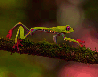 HUE AND SATURATED FROG