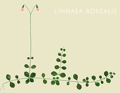 Twin flower (Linnaea borealis)