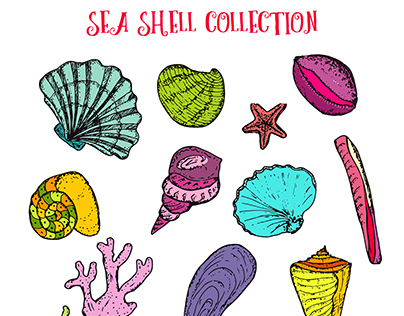Sea Shell Collection