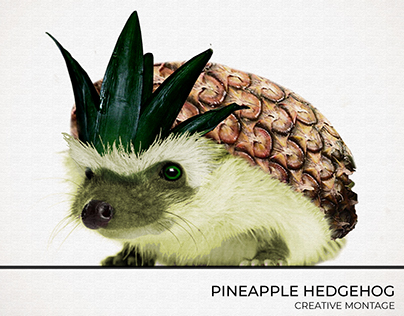 Pineapple Hedgehog · Creative Montage