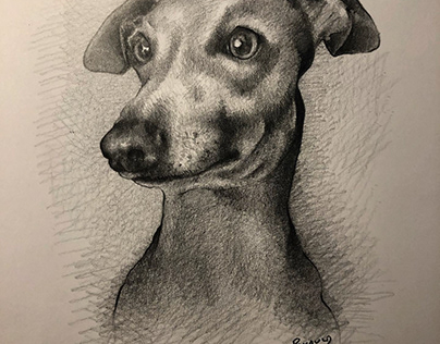 A Dog Portrait