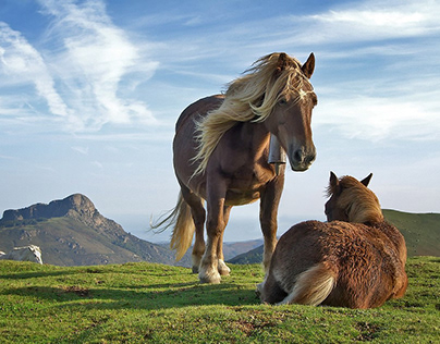 La paz de los caballos