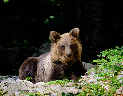 bears of Slovenia