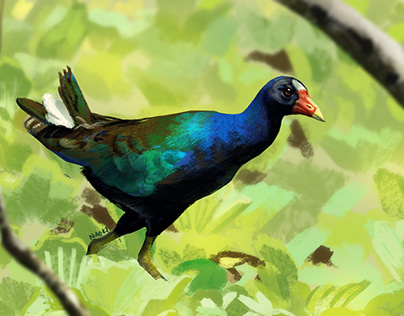 Birds - Digital Painting Study