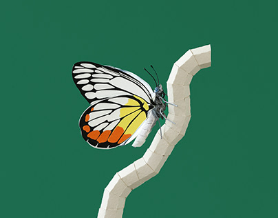 Painted jezebel butterfly