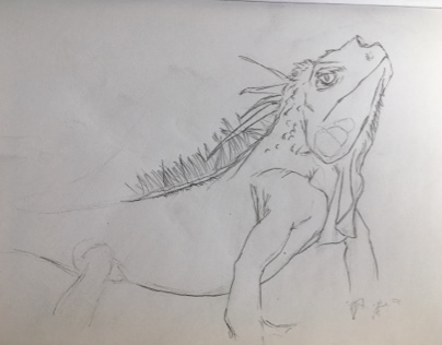 Ctenosaura