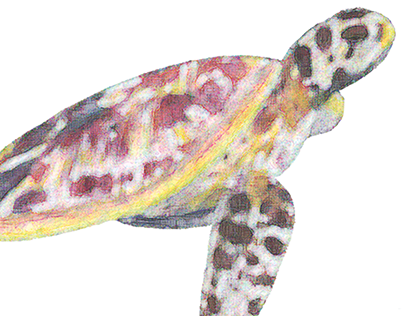 Watercolour Turtle