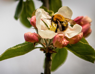 Bumble Bee in the Apple tree