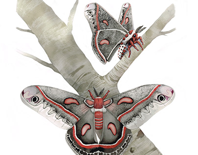 Cecropia Moth Scientific Illustration