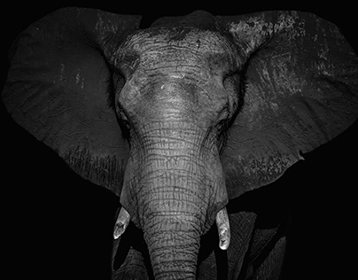 African Elephant - Chobe National Park, Botswana