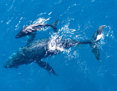 Ilustrando la conservación de las ballenas