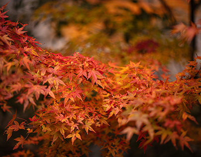 Autumn Leaves in Japan