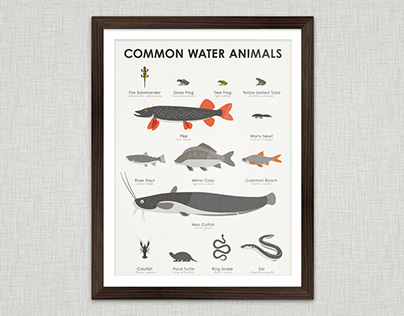 Common Water Animals Infographics