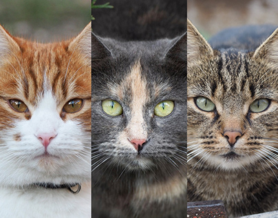 Cats of Chisinau