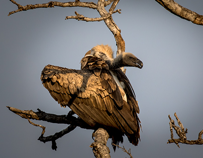 Vultures of Kruger