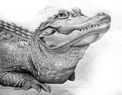 Sketch of Crocodile