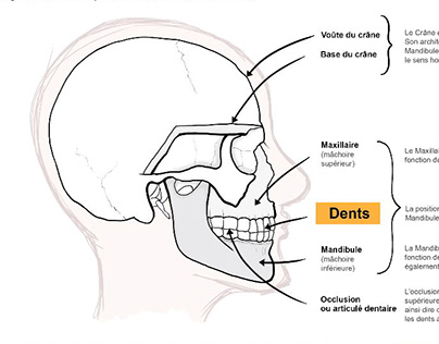 Dentist diagram
