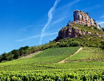 Experience the Magic of The Castle Vineyard