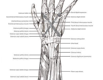 Anatomy of the Superficial Muscles of the Forearm