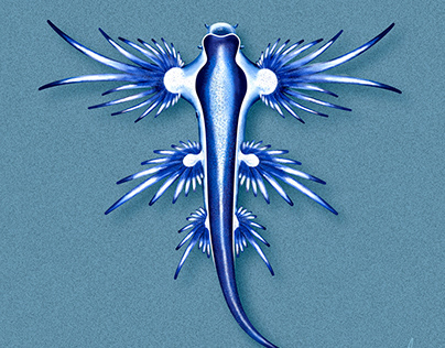 The Blue Dragon / Glaucus Atlanticus