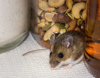 10 Easy Tips For Preventing Mouse & Rat Infestation