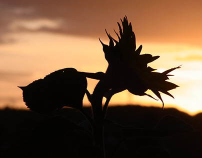 Sunflower at Sunset Part 2