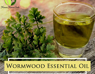Need to know about Wormwood Essential Oil