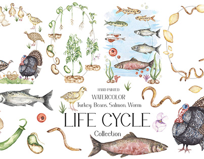 Life Cycle Watercolor Collection