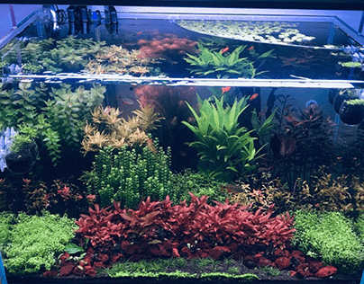 Best Floating Plants For Aquariums: Reviews