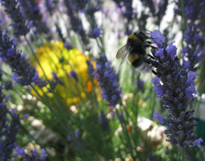 Lavender and  Bee