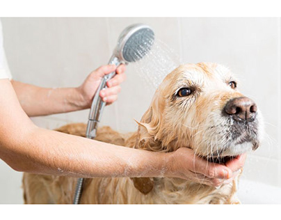 Route Grooming Calls Away From Your Veterinary Front