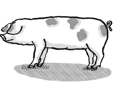 Gloucestershire Old Spots Pig Breed Cartoon Retro Drawi