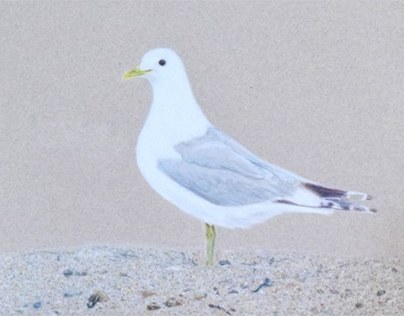 Common Gull colored pencil drawing