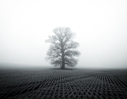 Alone in the Mist