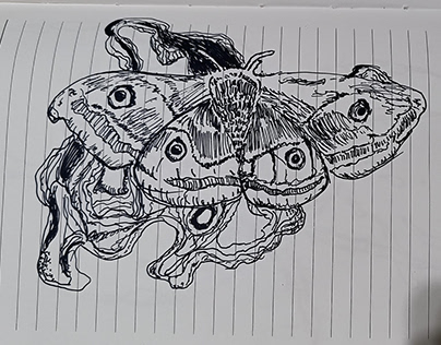 Moth Pen Sketching