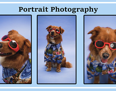 Project thumbnail - portrait of a beach dog