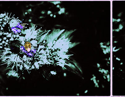Several edits of a flower with Lygus bug