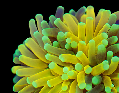 Project thumbnail - Corals