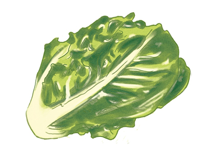 LETTUCE...
My first time project in digital painting.