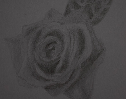 Rose realism drawing