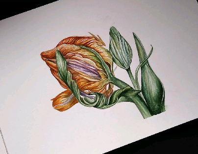 watercolor tulip