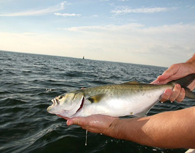 How To Choose Fishing Line For Bluefish